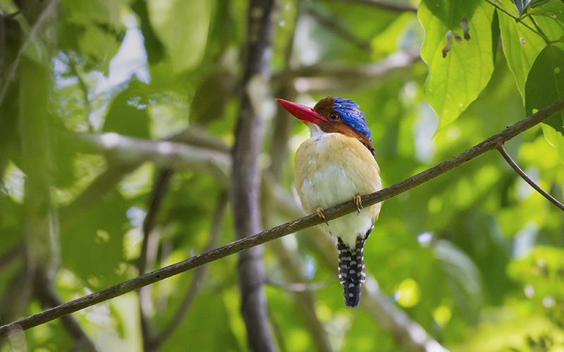 Banded Kingfisher (Lacedo pulchella) at Cat Tien Birding Trails - Southern Vietnam. Photo by: Phuc Le - Vietnam Bird Photography Tours - Vietbirdphototours.com